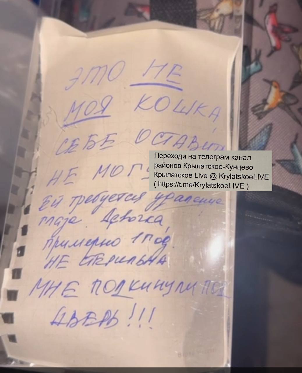 Кошечку с травмой глаза выкинули на помойку На записке было написан текст: «Это не моя кошка. Себе оставить не могу. Ей требуется удаление глаза. Мне подкинули под дверь.» Сейчас наши небезразличные жители из районного чата «Питомцы Крылатского-Кунцево-ЗАО» собрали средства и отвезли её в ветклинику, где ей удадили травмированный глаз. Все желающие поучаствовать в помощи бездомным животным могут присоединиться к районному чату питомцы по этой ссылке , где есть реквизиты для помощи.