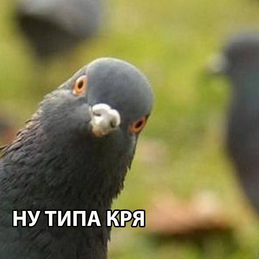 Уличных голубей подавали посетителям ресторана вместо уток Необычные блюда готовили в одном из китайских заведений в Испании Полиция была в шоке когда пришла в общепит с проверкой кругом была антисанитария и туши уличных голубей Всё это время посетители думали что ели блюда из утки однако это оказалось не так Ресторан закрыли chp26rus