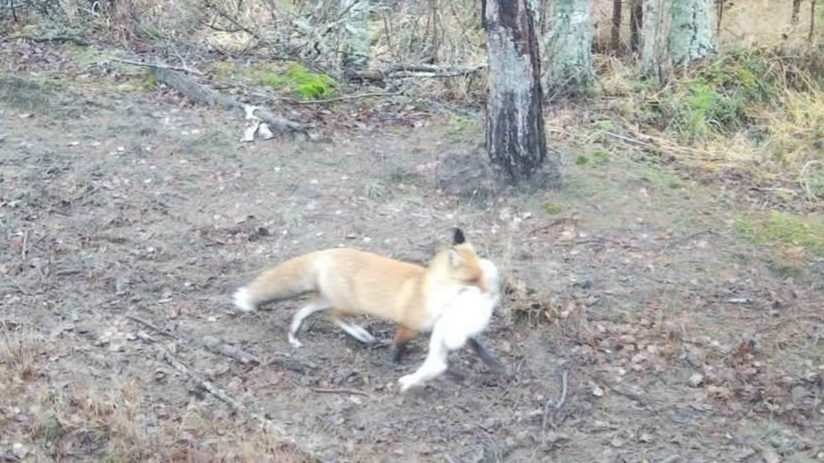 Лисицу с добычей сняла фотоловушка в Окском заповеднике Она поймала зайца беляка и несет его куда то Заяц для лисы хорошая серьезная добыча Надежда Панкова старший научный сотрудник Окского заповедника Такая удача случается далеко не каждый день Чаще лисице приходится набивать живот мышевидными грызунами А вот зайцу не повезло И подвела его белая шкурка которая пока не выпадет снег не маскирует его а наоборот делает особенно заметным в предзимнем лесу Фото Окского заповедника ryazpressa
