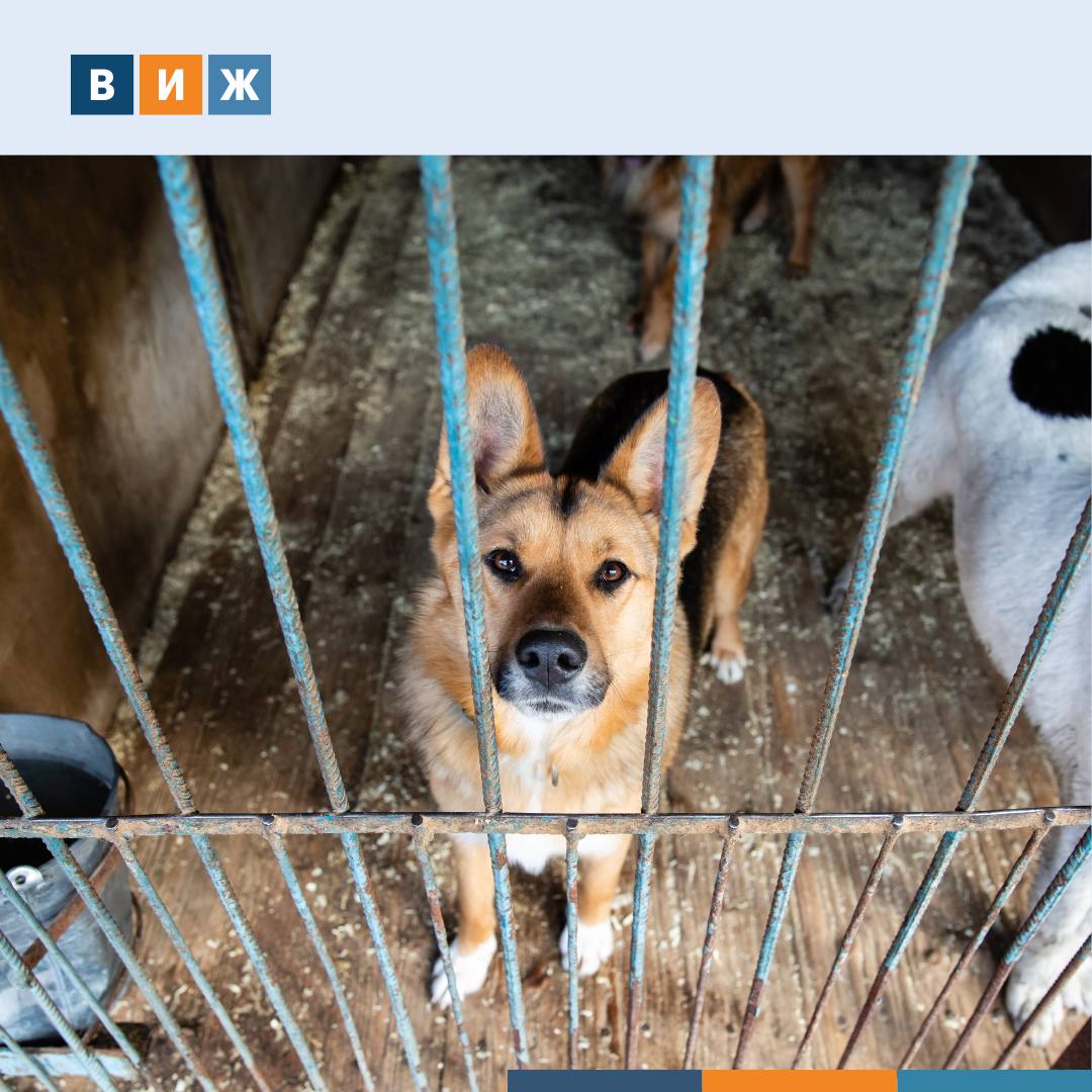 Казань направит 40 7 млн рублей на отлов и содержание бездомных животных в 2026 году Соответствующий тендер размещен на портале закупок По контракту подрядчику предстоит обеспечивать вакцинацию дегельминтизацию и дезинсекцию Предусмотрена стерилизация самок кастрация самцов и в исключительных случаях умерщвление животных с тяжелыми неизлечимыми заболеваниями Приюты должны соответствовать строгим требованиям Они размещаются в отдельно стоящих отапливаемых зданиях на расстоянии не менее 150 метров от жилой застройки с огражденной территорией зонированием дезинфекционными барьерами и ветеринарным пунктом В штате приюта обязаны быть ветеринарные специалисты обслуживающий персонал и сотрудники по социальной адаптации животных Допускается посещение приютов волонтерами  Документ подробно регламентирует условия карантина лечения выгула кормления и поения животных Собак должны выгуливать не менее двух раз в день а каждое животное обязано иметь постоянный доступ к чистой питьевой воде и полноценному корму Предусмотрены правила для возврата животных владельцам передачи новым хозяевам или возврата в прежнюю среду обитания Подписывайтесь на ВиЖ в Мах