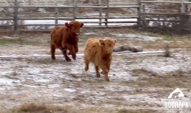 В челябинском зоопарке поселились шерстяные коровы www up74 ru articles news 167017 Буренки породы хайленд переехали из Московской области