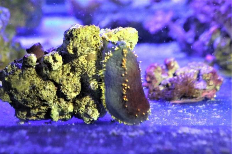 Яркий новичок морское яблоко осваивается в Приморском океанариуме Необычный тропический обитатель морское яблоко Pseudocolochirus violaceus недавно пополнил коллекцию Приморского океанариума Это ярко окрашенное животное принадлежит к семейству голотурий широко известных как морские огурцы и является ближайшим родственником знаменитого трепанга Морское яблоко обитает в восточной части Индийского и западной части Тихого океанов от Бенгальского залива до Филиппин и Японии Оно предпочитает дно с камнями морской травой и кораллами на глубине около 10 30 метров Питание животного основано на фильтрации воды с помощью щупалец оно улавливает мельчайшие частицы планктона и органику Как отмечает главный специалист отдела содержания экзотических гидробионтов Вячеслав Рубан новому обитателю требуется особый уход Тропический гость обладает способностью при повреждении выделять токсины в окружающую среду что может навредить его соседям по аквариуму поэтому мы очень аккуратно обращаемся со своими питомцами и постоянно следим за их состоянием что позволяет избежать подобной опасности При бережном отношении к их содержанию морские яблоки безопасны для своих соседей отмечает специалист Фото пресс служба Приморского океанариума PrimaMedia Прислать новость