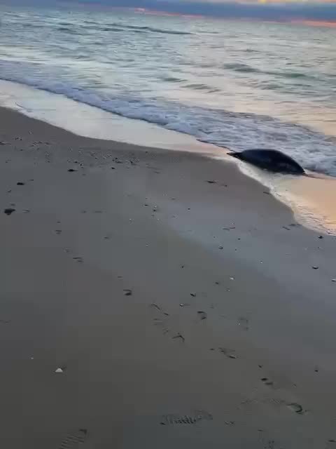 Массовая гибель 112 каспийских тюленей в Казахстане: возможные причины