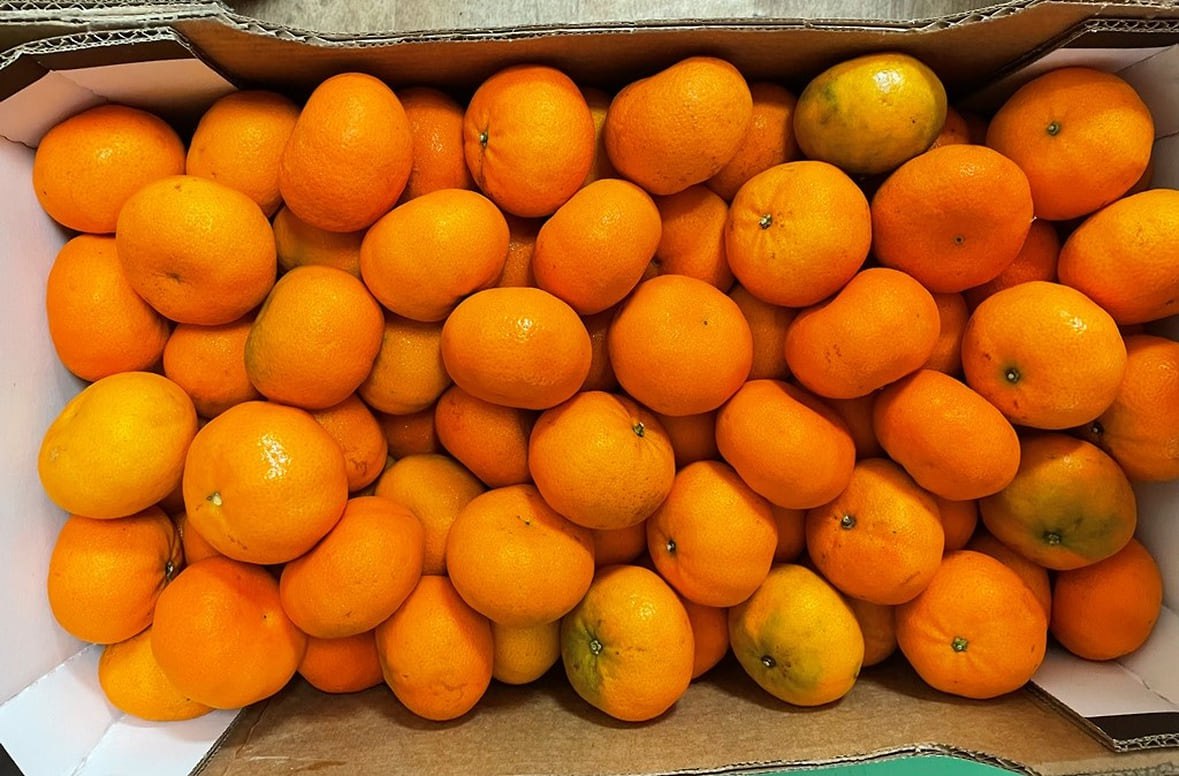 Почти 20 тонн мандаринов из ЮАР не прошли контроль в петербургском порту Инспектор Северо Западного межрегионального управления Россельхознадзора обнаружил личинку насекомого при контроле почти 20 тонн мандаринов из ЮАР Партию цитрусовых не пустили в Россию через морской порт Санкт Петербурга Об этом сообщили в пресс службе ведомства Плоды отправили на экспертизу так как насекомое было схожим с опасным карантинным объектом Специалисты установили что партия заражена средиземноморской плодовой мухой Нормативные требования ЕАЭС в области карантина растений запрещают ввоз таких мандаринов в страну Фото Пресс служба Северо Западного межрегионального управления Россельхознадзора kommersant spb