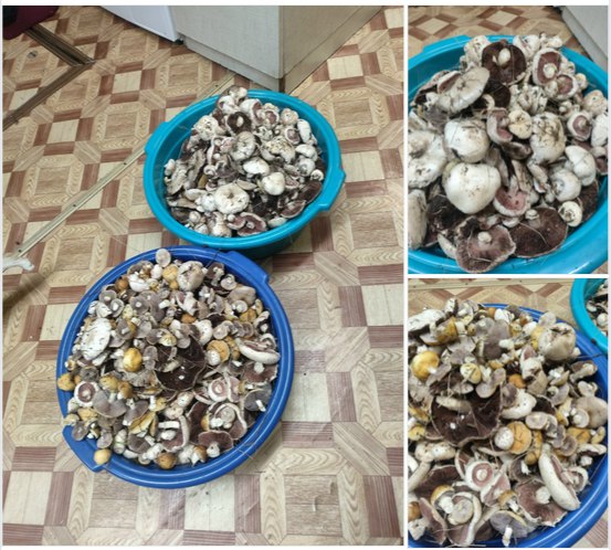 Осенние дожди открыли в регионе грибной сезон Любители тихой охоты теперь набирают полные корзинки и делятся в соцсетях люди своим уловом В Михайловском районе местные жители на днях целыми букетами собирали зеленушку и вёшенки В Урюпинске нашли большую поляну с фиолетовой рядовкой В Качалино набрали полные корзины рядовки Кстати грибные места в секрете не держат Например на призыв о поиске шампиньонов откликнулись десятки опытных грибников рассказали куда поехать чтобы не вернуться с пустыми руками на поле напротив Волжской птицефабрики на ферму за Рахинкой за элеватор в Ленинске напротив села Заплавного напротив стелы Ленинский район на поворот в Суходол Но предупреждают что гриб ещё мелкий размером с пуговичку Подписывайтесь на тот самый легендарный РИАЦ