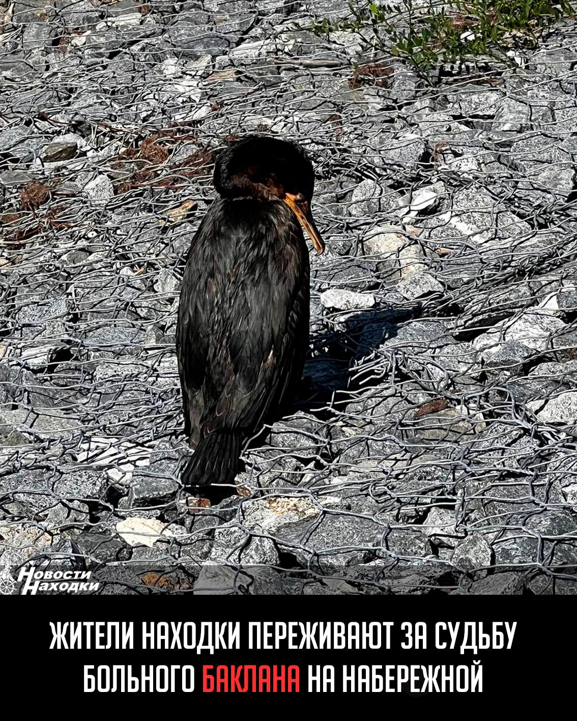 Жительнца Находки бьет тревогу: уже несколько дней на берегу озера Солёного находится явно ослабленный баклан. Как сообщает местная жительница, птица выглядит больной, но сопротивляется при попытках помочь. «Вчера мы пытались аккуратно поймать его, чтобы отвезти к ветеринару, но он не даётся, — рассказывает женщина. — Может, в городе есть орнитологи или специалисты по диким птицам, которые знают, как правильно помочь?» Также автор видео назвала состояние самого водоёма ужасным: по ее словам, поверхность покрыта зеленовато-коричневой грязью, а вода мутная.