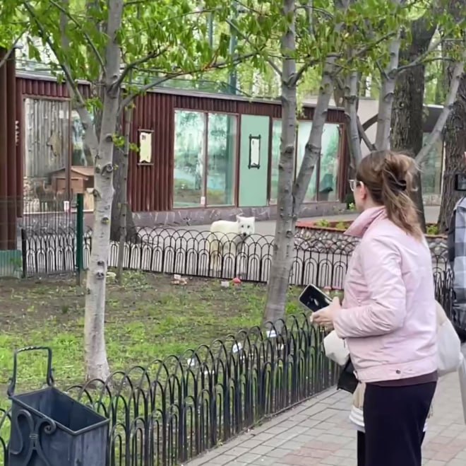 Волк сбежал из вольера в нижегородском зоопарке «Лимпопо» Очевидцы сообщили, что хищник выбрался в то время, когда в учреждении были посетители. Зоопарк эвакуировали. По данным Ni Mash, животное находилось на карантине в отдельном помещении перед отправкой в другой зоопарк. Один из сотрудников пошел кормить волка, но не закрыл замок, и животное сбежало. После «прогулки» хищник сам вернулся в свой вольер, обошлось без пострадавших. Прокуратура организовала проверку исполнения законодательства при оказании услуг. Фото: скриншот из видео очевидца Подписывайтесь на «Ъ-Приволжье» Оставляйте «бусты»
