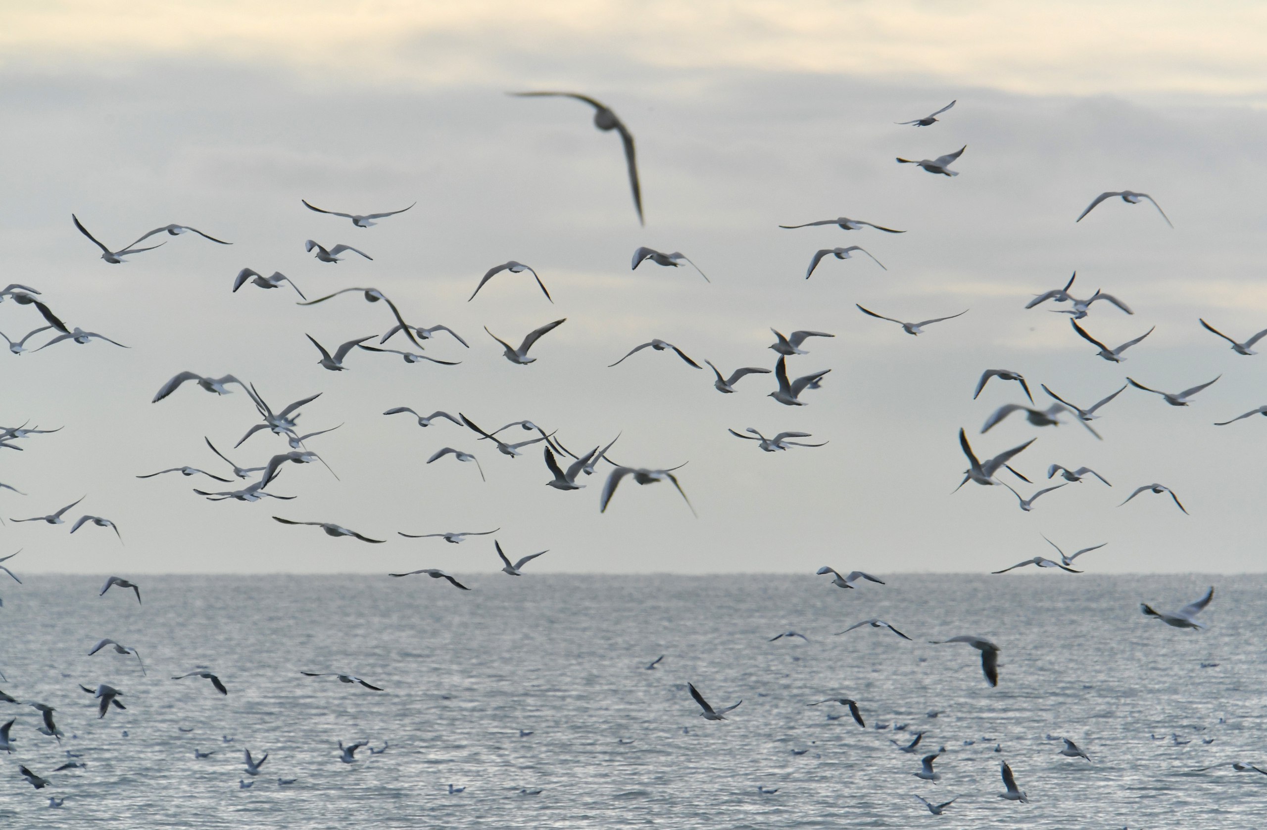 В Крыму произошло землетрясение Землетрясение магнитудой 4 9 произошло днем 2 февраля в Азовском море на глубине 10 км Подземные толчки фиксировались на расстоянии 78 км от Керчи и в 35 км от Щелкино Подписывайся на truekpcrimea