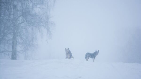 На Камчатке ведут поиск восьми человек в том числе троих детей Группа из пяти взрослых и троих детей пропала в поездке к Пущинским источникам в Мильковском округе Камчатского края сообщил министр по чрезвычайным ситуациям региона Сергей Лебедев Об этом в ночь на 2 февраля передаёт РИА Новости