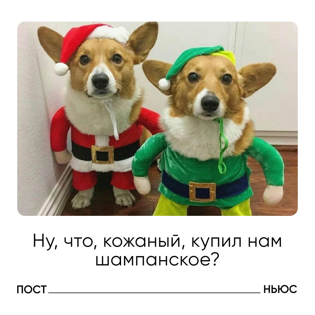 Россияне перед Новым годом массово скупают шампанское для собак и вино для кошек Безалкогольное пиво для псов в зоомагазинах стоит около 250 руб шампанское и вино примерно 500 руб за бутылку В ход также идут и праздничные деликатесы мясное печенье торты и эклеры для питомцев а также костюмы игрушки и аксессуары Продавцы отмечают что животных все чаще поздравляют как членов семьи и закупаются подарками заранее А вы балуете питомцев к праздникам   да они часть семьи только вкусняшки нет это перебор Подписывайтесь на PostNews в MAX