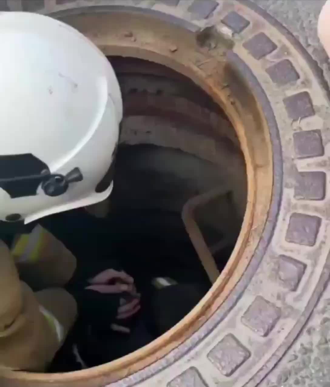 Спасение котёнка и утят в Санкт-Петербурге