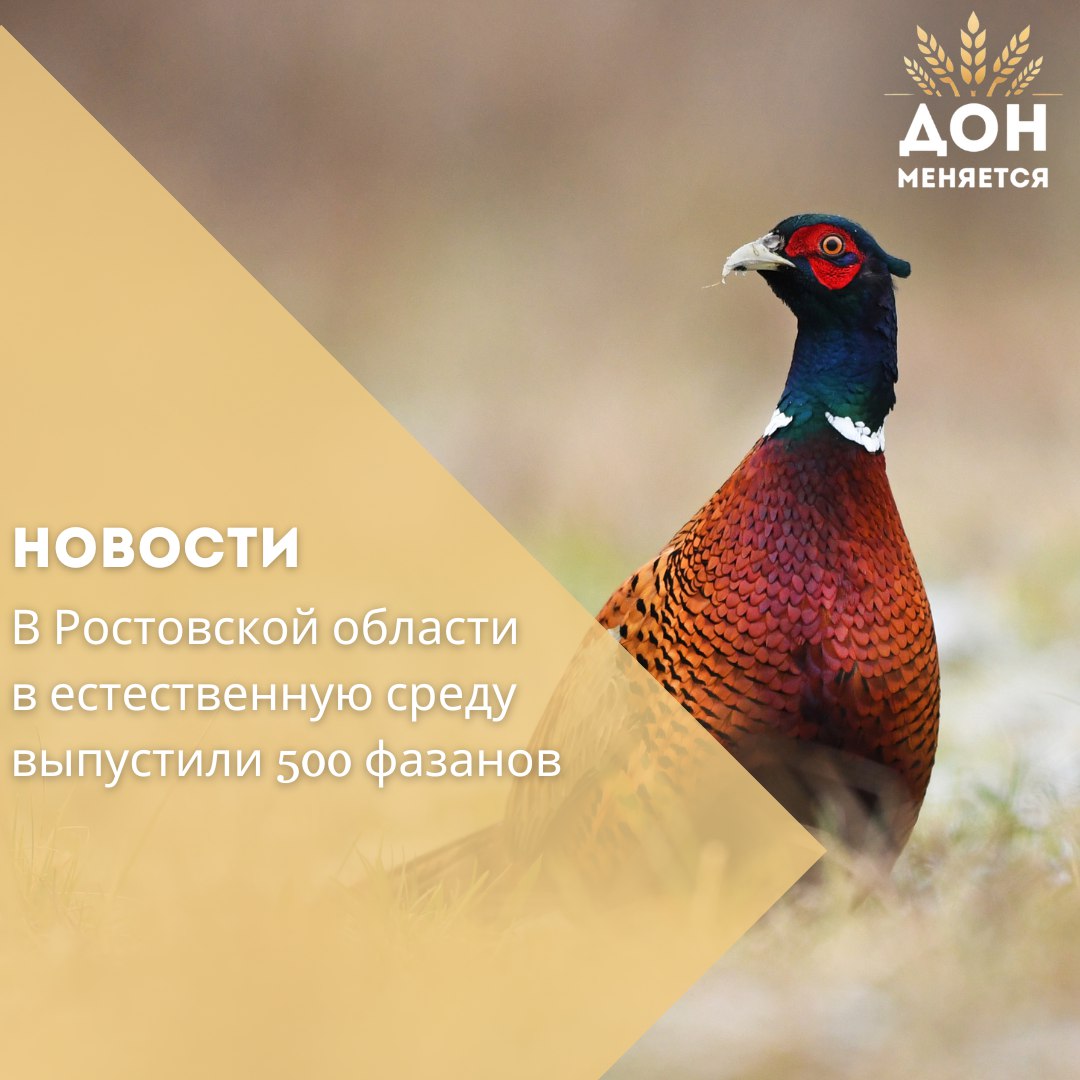 В Пролетарском районе состоялась экологическая акция по выпуску фазанов в природу. В мероприятии приняли участие глава администрации района Валерий Горнич и представители охотоуправления «Утиный остров». Акция направлена на восстановление популяции охотничьих видов и проводится в рамках охотхозяйственных соглашений. Сейчас в регионе действуют 21 охотпользователь, занимающийся разведением диких животных. Такие инициативы помогают сохранить природный баланс, а также способствуют развитию охотничьего туризма.