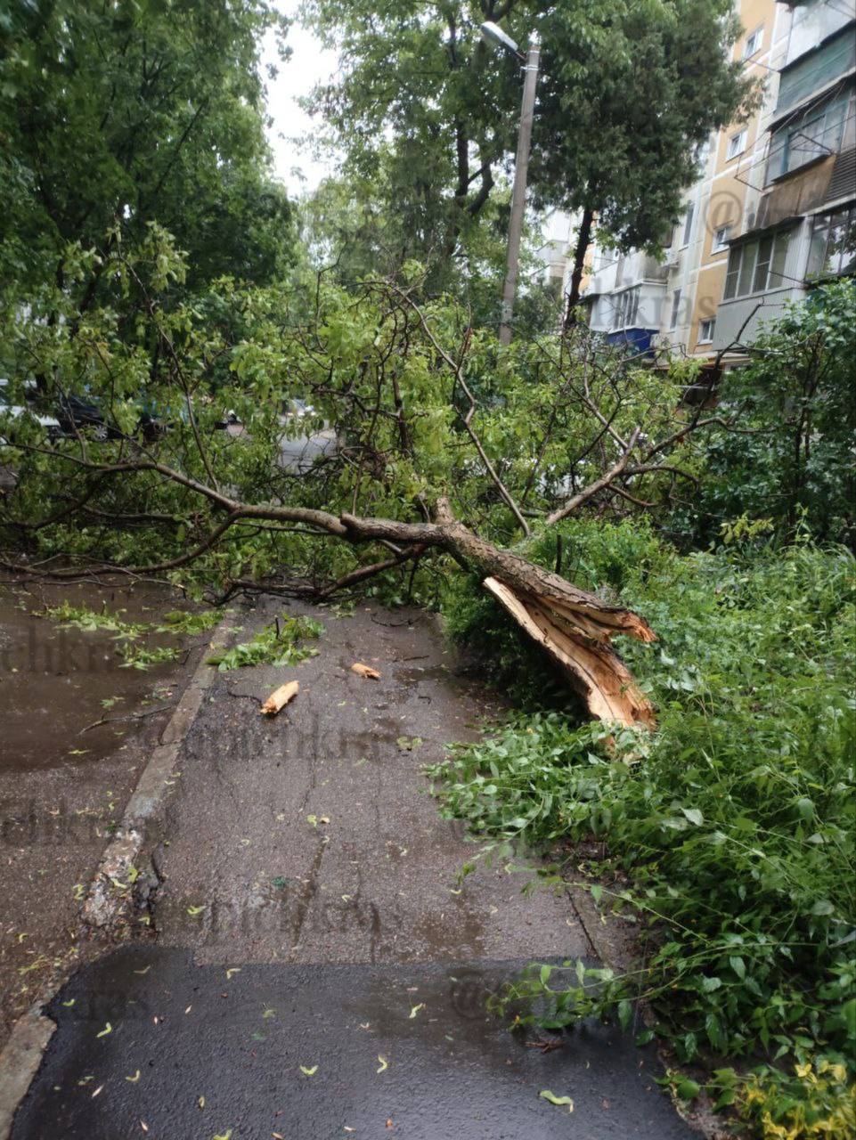 Сильный ветер повалил деревья в разных районах Краснодара. На фото - улицы Озерная и Красных Партизан, на видео - улица Темрюкская. свои фото, видео и истории присылайте нашему боту Краснодар Телетайп Подписаться