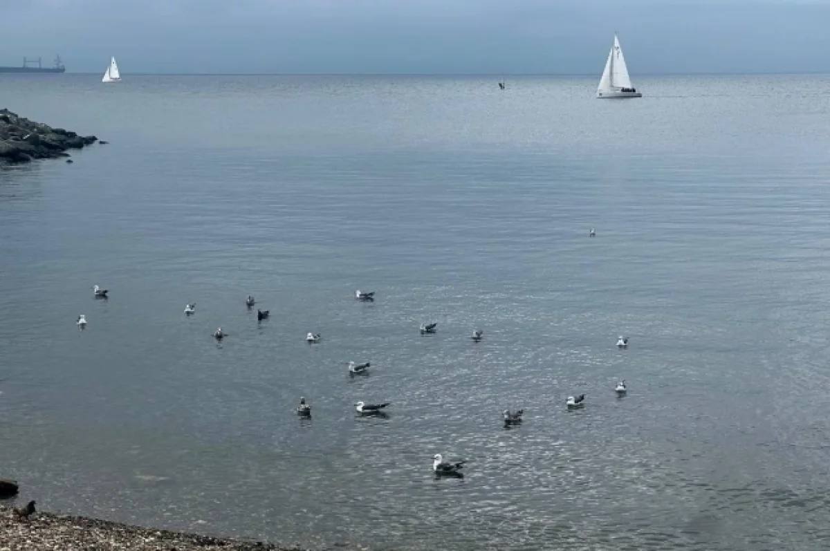 Во Владивостоке в море были обнаружены опасные микроводоросли ⏺Во Владивостоке нашествие морских вредителей, угрожающих акватории. ⏺Эти микроводоросли нарушают функционирование пищеварительной системы человека и становятся причиной тяжелых отравлений. Подробнее в «АиФ - Приморье»