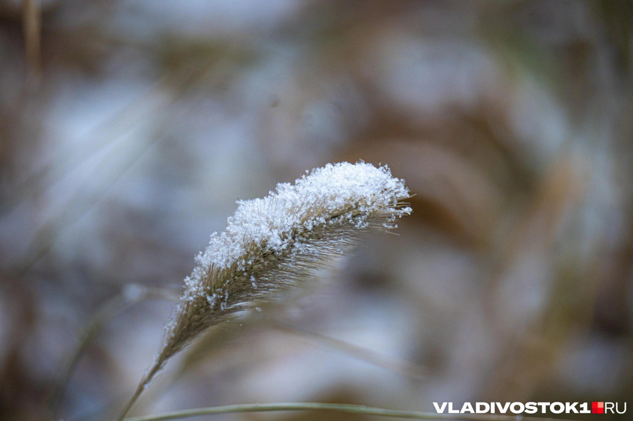 Снег активно выпадает в центральных и особенно северных районах Приморья превращая пейзажи за окнами их жителей в настоящую зимнюю сказку В то же время во Владивостоке выпадают лишь редкие хлопья Глава Примгидромета Борис Кубай рассказал с чем это связано По словам синоптика это связано с перемещением фронтальных зон Они постоянно смещаются фронтальные зоны постоянно смещаются то поднимаясь на север то опускаясь на юг Если бы ось северной фронтальной зоны сместилась всего на один полтора градуса широты южнее сильный снег прошел бы не в Чугуевке а во Владивостоке подчеркнул Кубай При этом атмосфера стремится к равновесию Южная фронтальная зона не позволяет северной переместиться к югу и принести устойчивые морозы В то же время северная не дает южной подняться до широты Владивостока и направить сюда активные южные циклоны Такое равновесие может нарушиться лишь тогда когда изменится характер циркуляции над Восточной Сибирью и Дальним Востоком с широтного на меридиональный сказал синоптик Отдельно эксперт подчеркнул что такой уровень тонкости как смещение фронтальной зоны математические модели предсказать заранее не могут Он сравнил их с автомобильными фильтрами есть дальнобойные модели дающие общее представление о крупных атмосферных процессах и катаклизмах и краткосрочные дающие прогноз погоды на ближайшие дни но более точный Точность любой модели зависит от плотности регулярной наблюдательной сети Чем больше пунктов наблюдений в регионе тем более качественные исходные данные а значит выше точность прогноза подытожил Кубай Подписаться