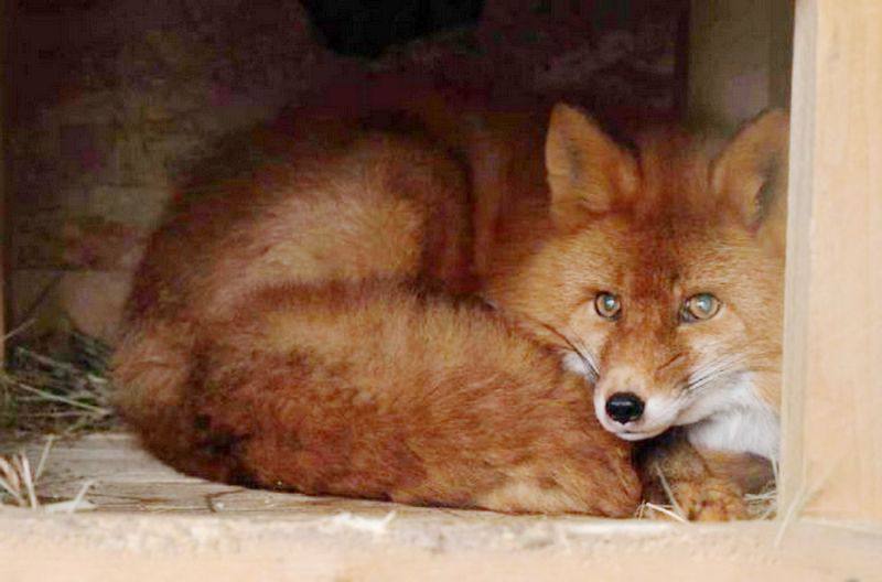 Лиса из Елизовского зоопарка обрела покровителя Адвокатскую палату Камчатки Животное выбрали талисманом после зимней спартакиады адвокатов Лисе дали ительменское имя Т салай что означает лисица По договору опекунства на её содержание будет ежемесячно выделяться 50 тысяч рублей Подписаться Предложка Чат