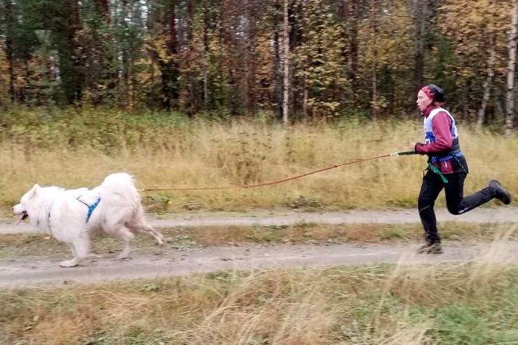 В Мурманской области впервые за 10 лет провели соревнования по ездовому спорту.  Фото: Центр спортивной подготовки Мурманской области.