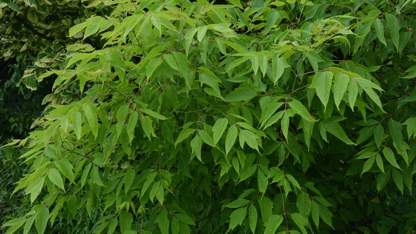 Рослесхоз намерен приравнять клен ясенелистный американский к борщевику по вреду экосистеме следует из приказа с которым ознакомились РИА Новости Согласно документу приказ вступит в силу с 1 марта Клен ясенелистный это сорняк который родом из Северной Америки Завезен в Россию в XIX веке У него есть несколько негативных свойств он быстро разрастается вытесняя местные виды деревьев и кустарников его пыльца является сильным аллергеном а его сок токсичен поэтому вреден для здоровья человека и животных Подписаться на РИА Новости экономика Все наши каналы