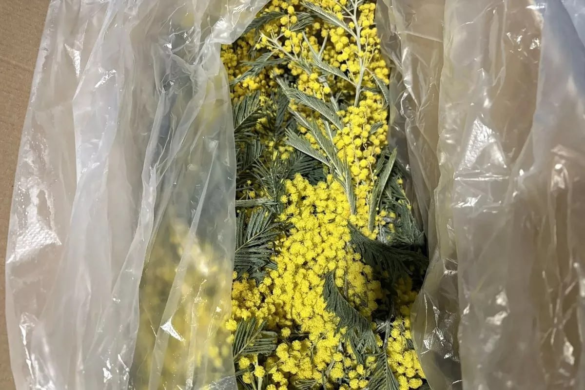 Первую партию мимозы ввезли из Абхазии в Россию Сочинские таможенники в начале этой недели оформили первые 120 кг золотых цветов Хрупкий цветочный груз перевозят в закрытом виде при поддержании низкого температурного режима Основные поставки мимозы ожидаются в конце февраля и продлятся до первых чисел марта Кубанские Новости Мы в MAX