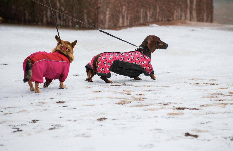 Комитет ГД поддержал законопроект об обязательной маркировке домашних животных Комитет Госдумы по экологии поддержал законопроект об обязательной маркировке домашних животных и рекомендовал принять его в первом чтении Об этом сообщил депутат Законодательного собрания Петербурга Андрей Рябоконь Документ предполагает что правительство РФ определит перечень домашних животных подлежащих обязательной регистрации Маркировка животных будет осуществляться посредством ошейников бирок или микрочипов по выбору владельца Предусмотрено что регистрация будет бесплатной Надеюсь на принятие законопроекта уже в этом году сказал Рябоконь Сергей Ермохин Подписаться на ДП в Telegram MAX