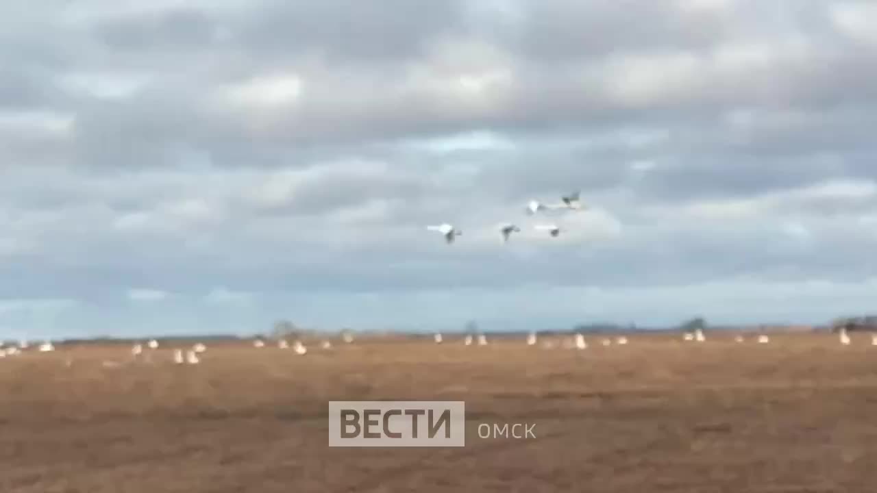 В Дагестане начался ранний перегон овец и коз на зимние пастбища