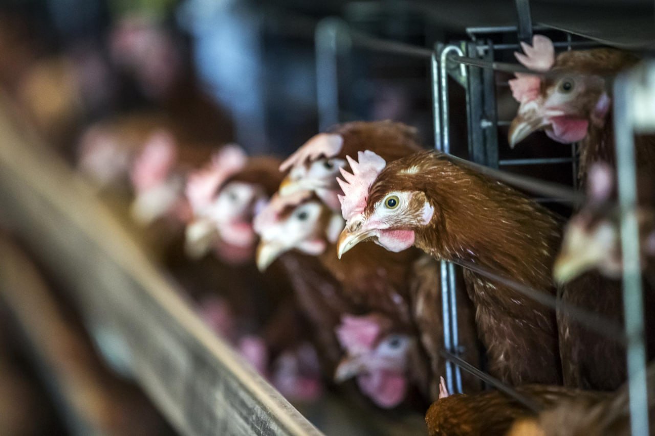 Производство продукции животноводства в Херсонской области в 1 квартале В Херсонской области по итогам I квартала 2025 г. произведено: скота и птицы в живом весе – 0,64 тыс. тонн; молока – 12,6 тыс. тонн.