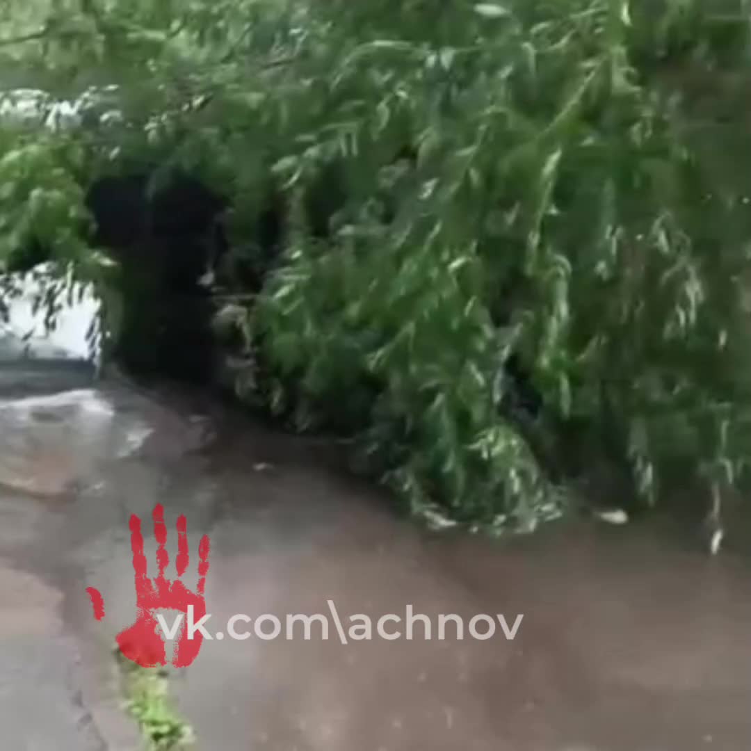 Воронеж и Калининград: вырубка деревьев ради застройки и коммунальных работ