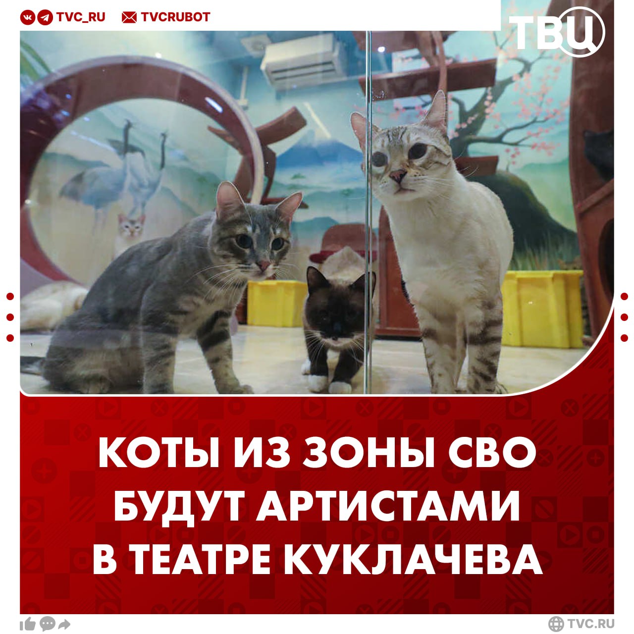Коты из зоны СВО будут выступать в Театре Куклачева Трех кошек — Грушу, Холли и Вижу подобрали российские военные на местах боевых действий. Некоторых из пушистиков пришлось эвакуировать на бронетранспортере. Заслуженный артист России Дмитрий Куклачев рассказал, что коты проходят курс лечения и реабилитации. Всего через пару месяцев они смогут выступить вместе с другими артистами.