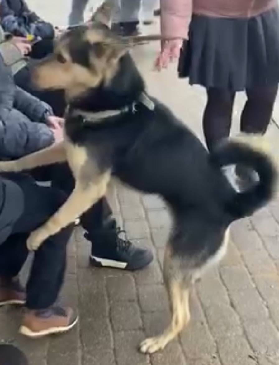 На этой неделе жителей Вилейки не на шутку встревожил разгуливающий по городу безнадзорный пёс Собака была замечена в разных частях города на улице Советской в центре возле столовой Веснянка на улице Городищенской В социальных сетях вилейчане делились историями о встречах с псом Вчера помогала девочке на остановке возле магазина Всё для лампочки я продавец магазина Обе уехали в больницу с укусами пишет одна из женщин   Пса отловила специальная бригада