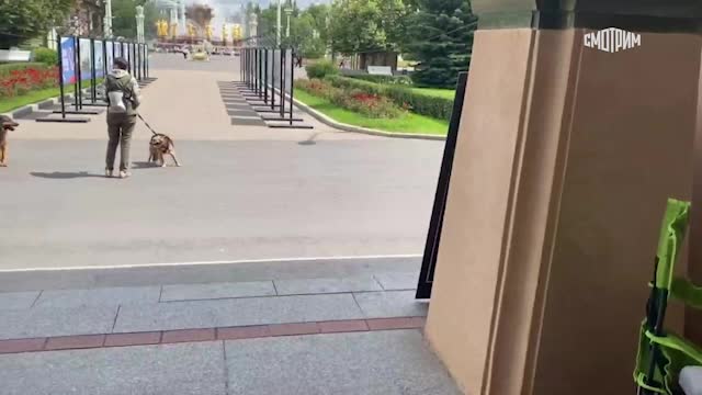 Выставка животных в Москве: 700 собак нашли дом за полгода