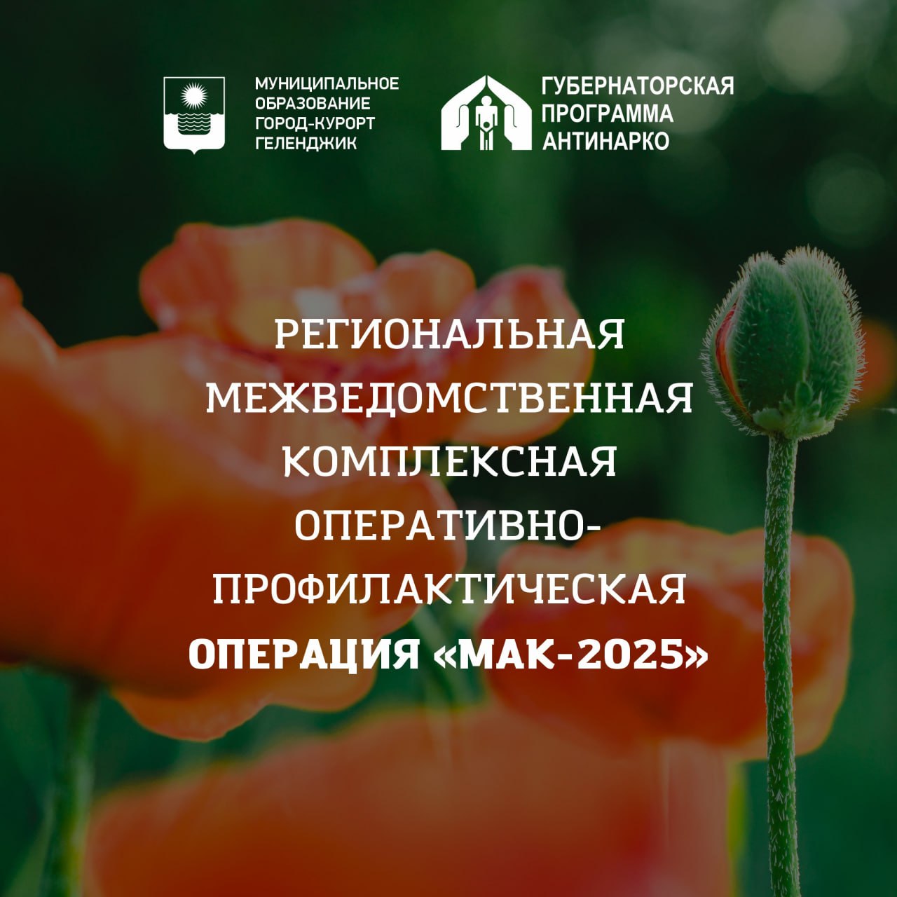 В Геленджике стартовал первый этап комплексной операции «Мак-2025»  Ее цель – предупреждение и пресечение правонарушений в сфере незаконного оборота наркотических средств. Геленджичане, призываем активно принять участие!  Информацию о фактах незаконного культивирования и местах посева запрещенных растений необходимо сообщать по телефонам:  +7 86141 3-29-35, 102 — отдел МВД России по Геленджику;    +7 86141 3-30-98 — антинаркотическая комиссия Геленджика;  +7 86141 6-56-65 — администрация Кабардинского внутригородского округа;  +7 86141 6-82-43 — администрация Пшадского внутригородского округа;  +7 86141 6-03-38 — администрация Архипо-Осиповского внутригородского округа;  +7 86141 6-27-77, 6-33-71 — администрация Дивноморского внутригородского округа.    Пресс-служба администрации Геленджика