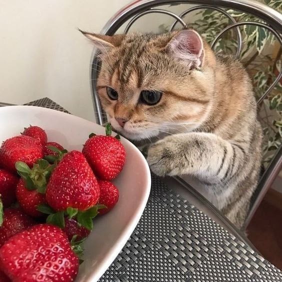 10 кг клубники — именно столько нужно съедать за сезон, говорят врачи Сезон клубники в южных регионах начинается уже в мае и длится до осени. Врачи говорят, что за этот период можно смело съедать около 10 кг клубники. Ягода содержит от 50 до 100 мг витамина С на 100 г продукта, поэтому она особенно полезна для людей с плохим зрением и слабым иммунитетом. Витамин С помогает сосудам, коже и костям.