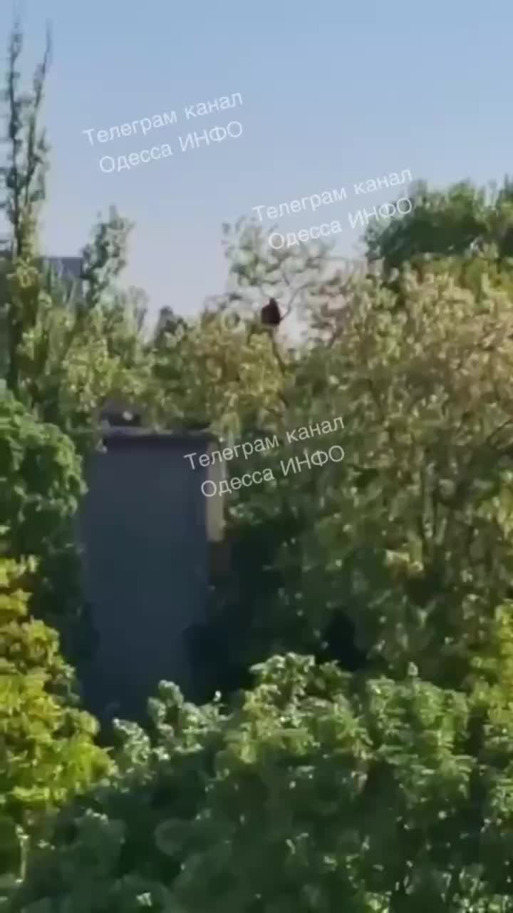 Мужчина в Одессе провел день на дереве, укрываясь от ТЦК