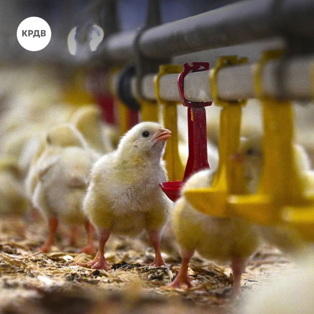 Новый резидент ТОР Михайловский построит в Приморье репродуктор инкубационного яйца мощностью 30 млн штук в год Реализация проекта обеспечит регион собственной высококачественной продукцией ООО Приморская Птица новый резидент ТОР Компания реализует проект по строительству репродуктора II порядка по производству инкубационного яйца мощностью до 30 млн штук в год По соглашению с КРДВ объем инвестиций в проект составляет 5 5 млрд рублей с НДС создается 251 новое рабочее место Проект будет реализован в несколько этапов до 2030 года В 2027 году планируется ввод первых объектов выращивания ремонтного молодняка в 2028 году будут введены в работу первые объекты по производству инкубационного яйца Сергей Скалий заместитель генерального директора КРДВ по сопровождению инвестпроектов Инвестор уже успешно реализовал ряд проектов на ТОР Михайловский и в свободном порту Владивосток Его предприятия такие как АгроПтица Мерси трейд и Приморский Бекон вносят значительный вклад в продовольственную обеспеченность региона Новое производство укрепит агропромышленный комплекс Приморья и всего макрорегиона КРДВ сопровождает проект резидента на всех этапах и оказывает ему необходимую поддержку   Подробнее читайте на сайте КРДВ тор поддержкабизнеса дословно