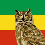 Абиссинская Сова