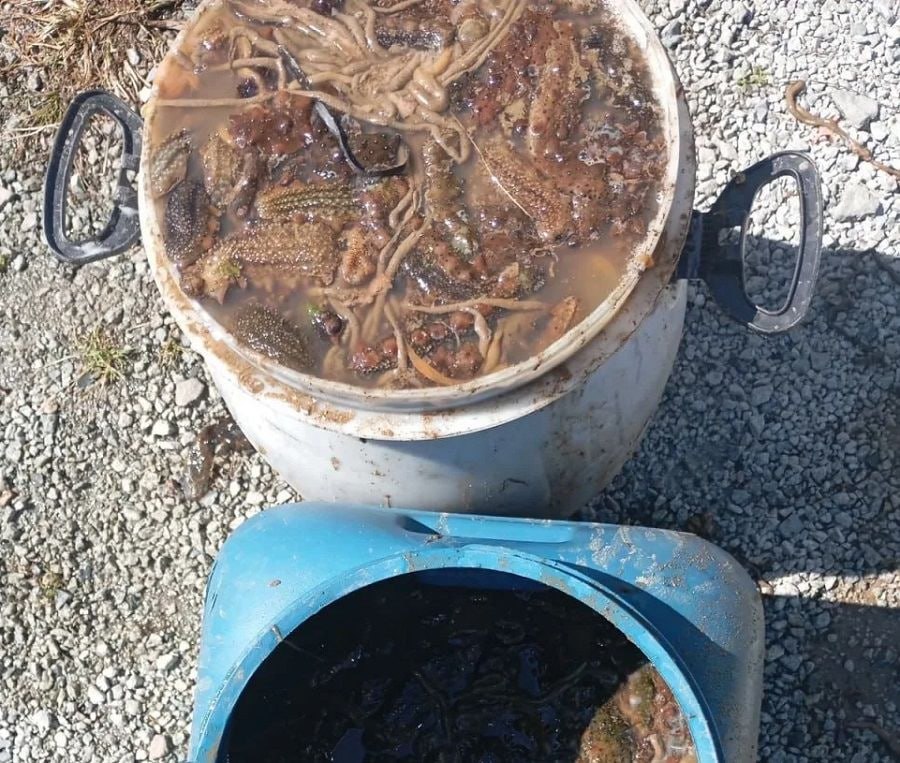 Браконьер из Владивостока получил срок за морские огурцы Браконьер ловец трепанга осуждён в Приморье Суд выписал ему два года условно за незаконный вылов на Шаморе 1175 особей трепанга на 1 6 млн рублей ПОДРОБНЕЕ НА PRIMPRESS PRIMPRESS в MAX ДЗЕН ЧАТ БОТ