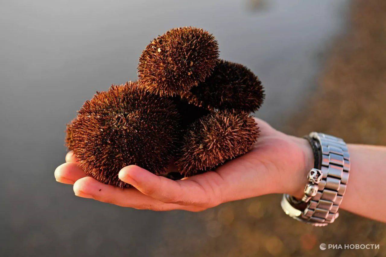 Россия за первые 11 месяцев 2025 года экспортировала в Японию морских ежей на рекордные 82 6 миллиона что составило 52 всего импорта Японии этого деликатеса сообщают РИА Новости НАШИ РЕСУРСЫ Telegram Tik tok YouTube RUTUBE