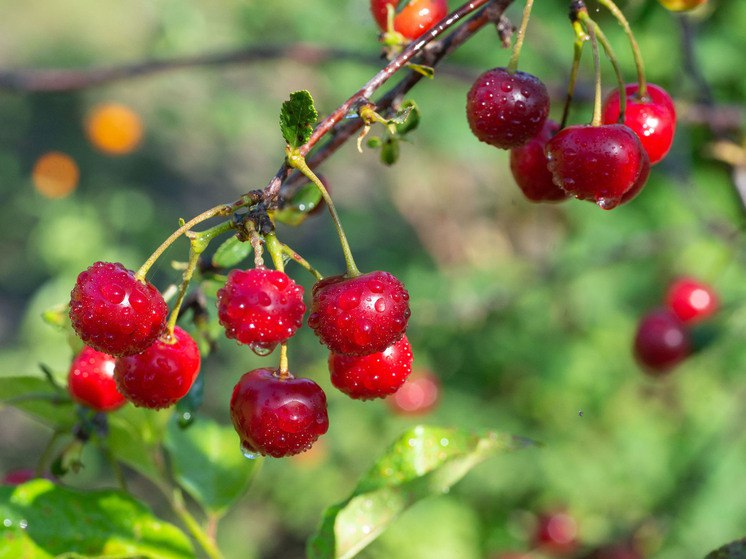 В Челябинской области в 2025 году собрали рекордный урожай овощей и ягод Агропромышленный комплекс региона показал высокие результаты по итогам года По данным министерства сельского хозяйства сбор картофеля предприятиями и фермерами вырос на 42 и составил 149 9 тысяч тонн а с учётом личных подсобных хозяйств 380 тысяч тонн на 8 2 больше Полевых овощей вырастили 84 6 тысяч тонн что на 2 больше прошлогоднего уровня Валовой сбор плодов и ягод увеличился в 1 6 раза до 1 3 тысяч тонн Челябинская область остаётся единственной в УрФО где развивают промышленные сады интенсивного типа заложив в этом году 5 6 гектаров На поддержку овощеводства и садоводства направлено 100 миллионов рублей субсидий