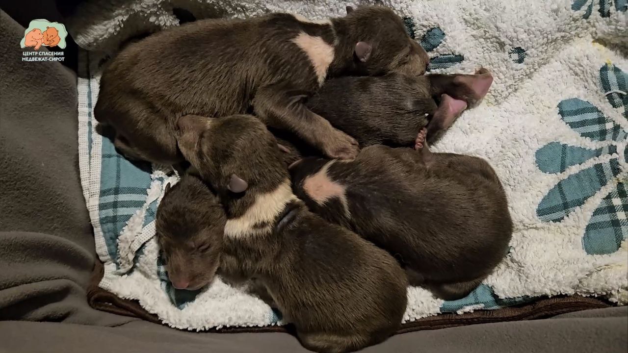 Очень раннее начало медвежьего сезона Четверых новорожденных медвежат спасли в Бежаницком районе Под Рождество в Центре спасения медвежат сирот в Тверской области появились сразу четыре новых постояльца крошечные медвежата 7 10 дней от роду Об этом работники Центра рассказали в своих соцсетях Как отметили сотрудники Центра история появления медвежат весьма нетипичная люди проезжая по лесной дороге рядом с границей крупного населенного пункта сами того не ожидая спугнули медведицу с берлоги К счастью они оперативно связались с госинспектором и медвежат быстро забрали из берлоги и поместили в теплое место что для них очень важно в таком раннем возрасте пояснили зоозащитники Подробнее   www pskov kp ru daily 27752 5199624