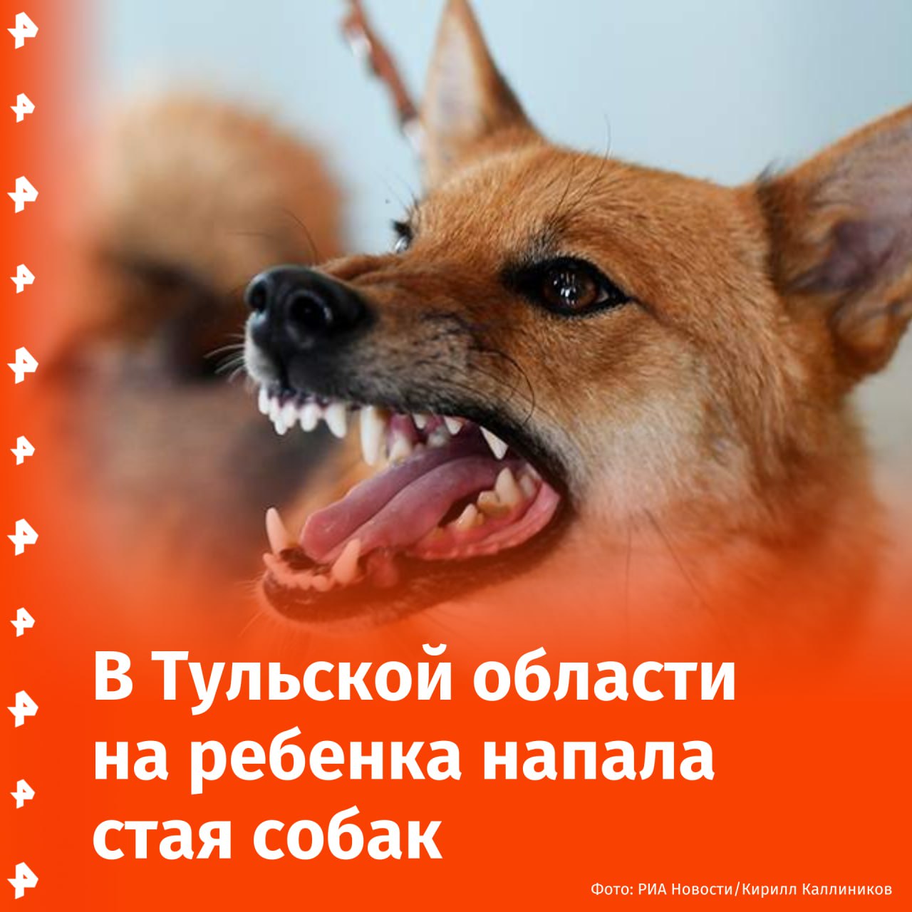 Стая агрессивных собак напала на семилетнюю девочку в Тульской области.  После встречи с псами ребенок получил телесные повреждения, сообщили в Следкоме. Отмечается, что подобные случаи происходят не в первый раз, однако должные меры реагирования не были проведены в ряде инцидентов.  По факту нападения животных на ребенка проводится проверка.       Отправить новость