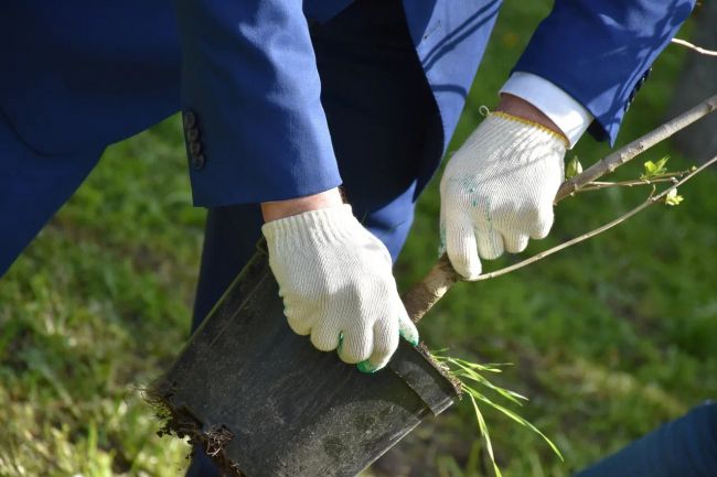 Веломаршрут Лев Толстой в Туле станет зеленее В этом году администрация города приобрела 186 молодых кленов и лип для высадки вдоль велодорожки Финальный этап работ стартовал на улице Шоссейной Смотреть видео