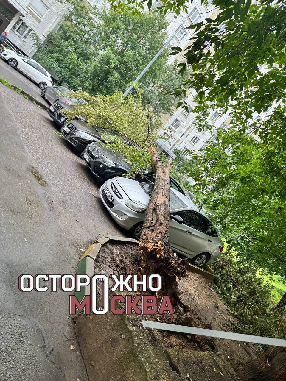 Дерево придавило сразу 5 машин в Черемушках.