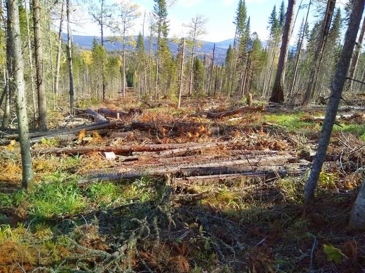 В Красноярском крае сотрудники полиции попались на незаконной рубке леса В Красноярском крае полицейских обвинили в незаконной рубке леса. Об этом сообщили в прокуратуре региона. По данным надзорного ведомства, в октябре 2020 года в Казачинском районе два сотрудника полиции — оперуполномоченный местного отдела и его коллега, оперуполномоченный по особо важным делам из управления по экономическим преступлениям — решили, что будут незаконно рубить лес. Стражи правопорядка получали от местных жителей договоры купли-продажи древесины, которые те заключали с КГБУ «Казачинское лесничество» для строительства, отопления или ведения подсобного хозяйства. Эти документы придавали незаконной рубке видимость легальности. За два месяца им удалось незаконно вырубить 1 тыс. кубометров древесины, причинив государству ущерб на сумму более 11,3 млн рублей. В отношении подельников возбудили уголовное дело о незаконной рубке леса. Один из участников группы под домашним арестом. Второму назначили запрет определенных действий. В его отношении расследуют еще одно дело — о взятке. Newslab