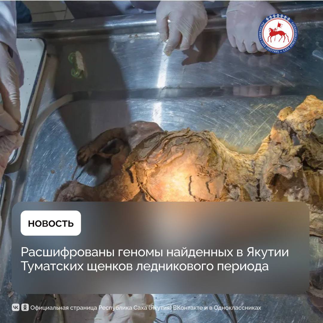 В британском Йоркском университете при содействии ученого Северо-Восточного федерального университета имени М.К. Аммосова Сергея Федорова расшифровали геномы двух криомумий Туматских щенков, найденных в Якутии. Установлено, что они являются волчатами с необычной для современных хищников черной шерстью. Исследователи выявили, что оба щенка из одного помета. Вызывает интерес их диета – волчата питались, в том числе, и мясом шерстистых носорогов. «Наша команда изучала щенков на протяжении десяти лет. За это время опубликовано 19 статей в соавторстве в высокорейтинговых журналах, включая Science и Nature, и данная статья – заключительная в цикле. Исследования велись в рамках научно-исследовательского проекта СВФУ «Плейстоценовые и последниковые псовые из вечной мерзлоты Якутии», – отметил кандидат биологических наук, старший научный сотрудник Музея мамонта Научно-выставочного комплекса СВФУ Сергей Федоров. #ПравительствоЯкутии