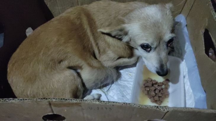 В Ялте спасли собаку с огромной опухолью В Ялте собаку с огромной опухолью которую неизвестные оставили возле мусорных баков умирать спасли неравнодушные люди Обессиленное животное заметил дворник и отнёс собаку в ближайший зоомагазин Я работаю в магазине для животных недалеко от места где нашли собачку Животное принёс в магазин дворник который её нашёл возле мусорки и попросил помощи После этого мы начали обращаться к людям рассказала корреспонденту Крымского информационного агентства Дарья Местные зоозащитники забрали собаку с улицы и отвезли её на осмотр к ветеринару После обследования специалисты выяснили что пёсику около 10 лет а опухоль которая доставляла ему серьёзные страдания поддаётся хирургическому лечению ЧИТАЙТЕ ТАКЖЕ В Подробнее