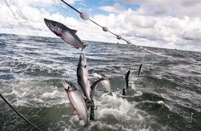 Отличные новости для рыбаков Ненецкого автономного округа В регионе создают новые участки на Печоре для любительского рыболовства Работа ведётся по поручению губернатора Ненецкого округа Ирины Альфредовны Гехт и при взаимодействии с федеральным центром На данный момент научный институт Росрыболовства предоставил положительное заключение для формирования первых двух участков в районах Красного и Оксино Следующим шагом станет заседание региональной комиссии и подготовка аукционной документации Согласно информации предоставленной руководителем Департамента природных ресурсов экологии и агропромышленного комплекса Альбертом Маротовичем Чабдаровым площадь каждого нового рыболовного участка составит от 300 до 400 гектаров а их протяжённость достигнет 3 5 километров Это достаточно внушительные размеры для комфортных условий рыбакам Важно отметить что места для новых рыболовных участков были выбраны с учётом мнения местных жителей Красного Оксино Каменки и Хонгурея Радует что интересы и пожелания людей находятся в приоритете Депутат Кисляков ЕдинаяРоссия ЕР83 НАО