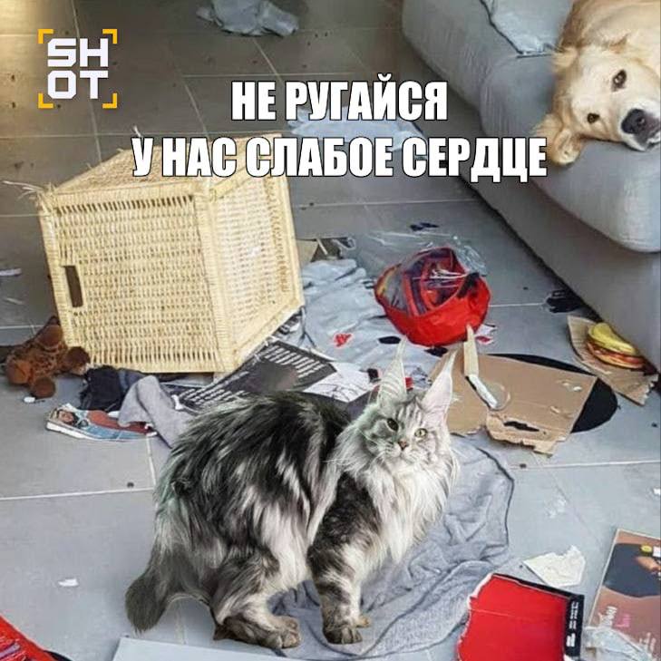 У кошек и собак стали чаще случаться сердечные приступы из за истерик и стрессов их хозяев Как рассказали SHOT специалисты чаще других с кардиозаболеваниями среди кошек сталкиваются мейн куны рэгдоллы и британцы а у собак лабрадоры ретриверы овчарки и доберманы Одна из главных причин приступов и других болезней хозяева которые кричат ругаются с близкими и друзьями или тяжело переживают стрессы и проблемы на работе Среди иных причин недостаток питания или же скрытые патологии За последнее время рост страдающих от болезней собак и кошек составил около 15 Ветеринар Юлия Градова утверждает что из за стресса который провоцируют люди у хвостатых наблюдается сужение коронарных сосудов что приводит к ишемии и даже мелким инфарктам часто бессимптомным что усложняет диагностику на ранних стадиях В зоне риска и крупные собаки старшего возраста Бить тревогу стоит если у питомца наблюдаются рвота слабость и одышка А доберманы вообще страдают от риска внезапной смерти Врачи советуют контролировать работу их сердца с щенячьего возраста Из других рекомендаций для всех питомцев делать УЗИ сердца сначала в 6 месяцев потом в год а уже далее по показаниям врачей SHOT в MAX   max ru shot