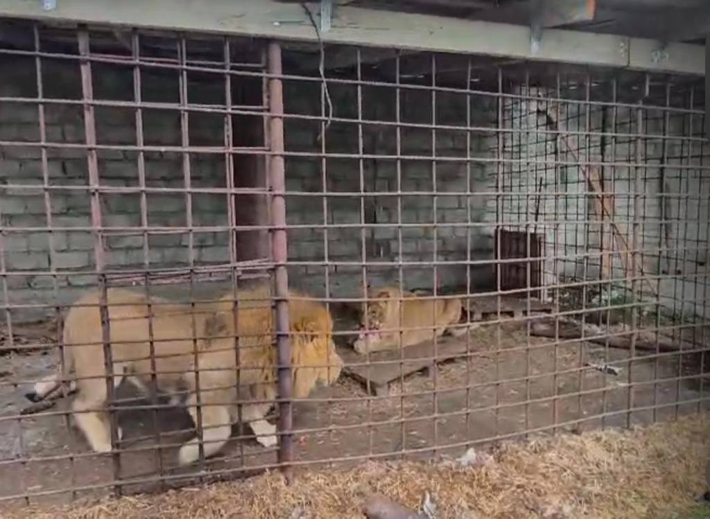 Двух львов держал у себя житель Северной Осетии   В неволе лев и львица возрастом 3,5 года и 2,5 года жили около 3 лет. Права собственности на диких животных у жителя Ардонского района не было. Об этом Северо-Кавказское межрегиональное управление Росприроднадзора узнало благодаря МВД по РСО-Алании.  Животных изъяли, до решения суда они будут в спецучреждении. А на «укротителя львов» составили протокол об административном правонарушении. Материалы для определения дальнейшего места проживания направили в суд, рассказали в Росприрнадзоре.