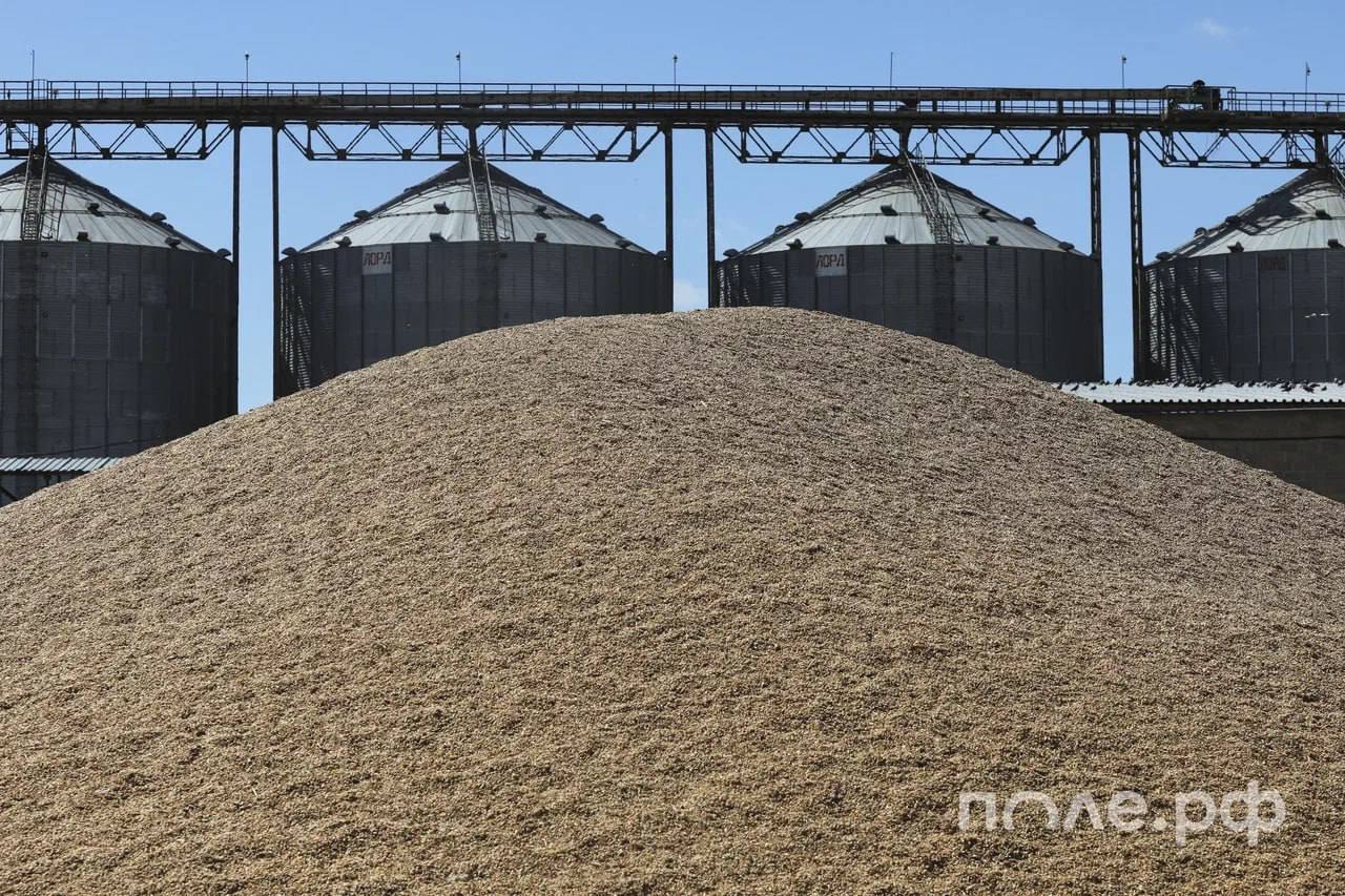 Урожай зерна в Сибири превысил 17 млн тонн несмотря на сложные погодные условия Это на 1 млн тонн больше чем годом ранее В 2025 году сибирские аграрии пережили сильные осадки в ходе уборочной кампании На начало сентября было убрано лишь 20 от запланированных площадей В октябре в ряде регионов СФО раньше времени выпал снег что также осложнило работу Как ожидается урожай зерна в СФО может достигнуть по итогам сезона 18 млн тонн Подробнее pole journal