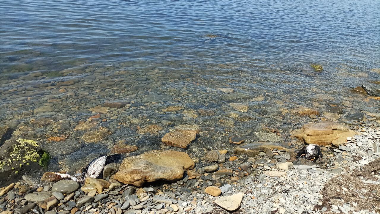 Гибель птиц в Анапе произошла не из-за вируса или мазута Такое заключение дали специалисты департамента ветеринарии Краснодарского края по результатам проведенных исследований павшей птицы. Отрицательные пробы исключают наличие опасных и карантинных заболеваний в организмах птиц. Также собранные трупы не были загрязнены нефтепродуктами. -Вся погибшая птица после проведения исследований утилизирована в соответствии с требованиями действующего законодательства,-прокомментировали в краевом Оперативном штабе. Ранее в местных соцсетях появились сообщения о массовой гибели птиц. Большое количество погибших пернатых анапчани и гости курорта обнаружили в районе Высокого берега. фото Подписаться на Новости Анапы